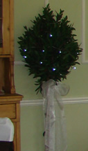 Topiary Tree Hire